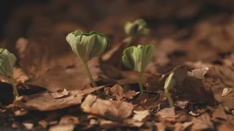 Beech tree seeds growing timelapse Stock Footage 36665803