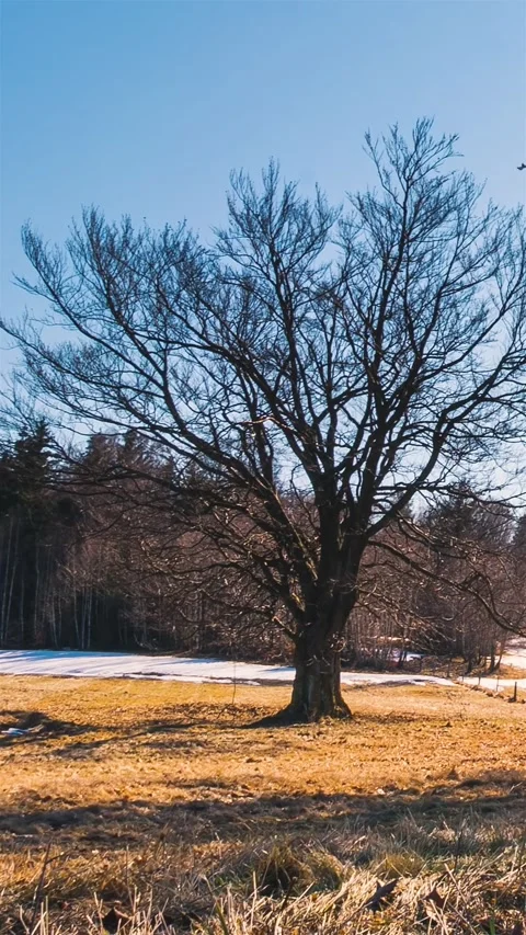 Beech Tree Shadows Moving in Sunny Spring Nature Time lapse Vertical Stock Footage 318073464