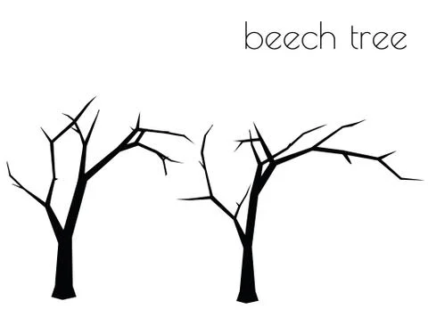 Beech tree silhouette on white background Stock Illustration