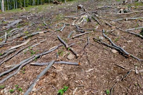 Beech tree stumps, logs and branches in a clearcut area Stock Photos