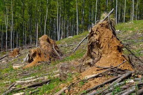 Beech tree stumps, logs and branches in a clearcut area Stock Photos