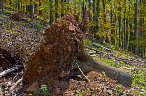 Beech tree stumps, logs and branches in a clearcut area Stock Photos