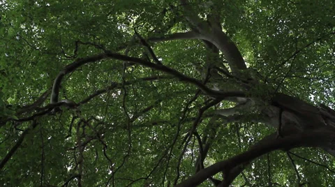 Beech tree with sunny background Stock-Footage 39804611