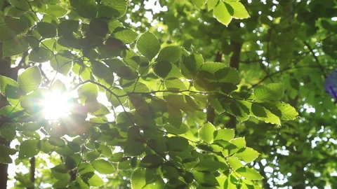 The Beech Tree Swaying in the Breeze and the Dappled Sunlight Stock-Footage 327533113