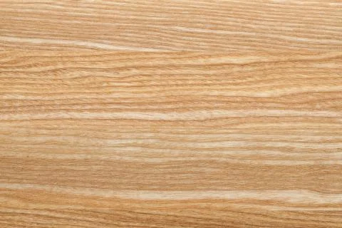 Beech tree texture Stock Photos