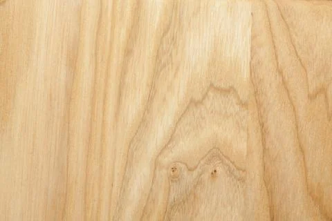 Beech tree texture Stock Photos