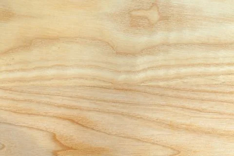 Beech tree texture Stock Photos