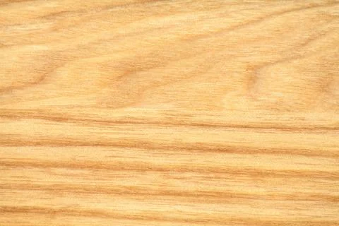 Beech tree texture Stock Photos