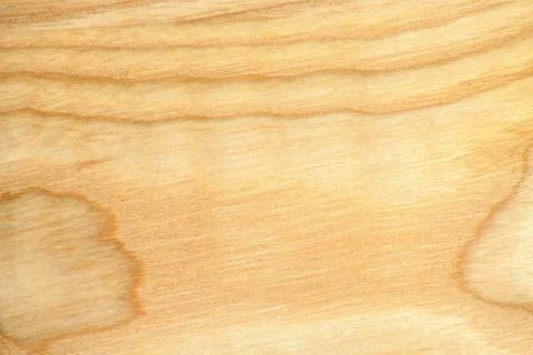 Beech tree texture Stock Photos