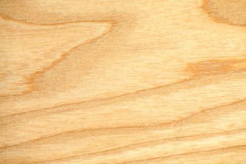 Beech tree texture Stock Photos