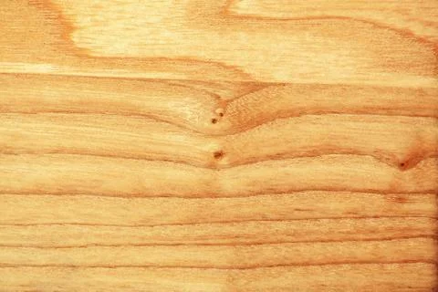 Beech tree texture Stock Photos