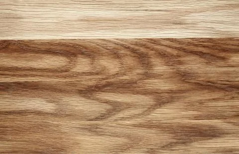 Beech tree texture Stock Photos