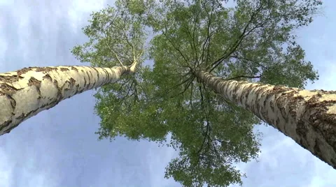 Beech Tree time lapse Stock Footage 50012713