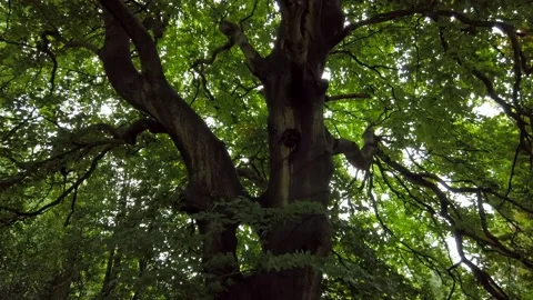 Beech tree trunk and canopy with green leaves Stock Footage 147711986