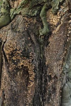 Beech Tree Trunk Covered with Brown Mushroom Growth in Deciduous Wood Stock Photos