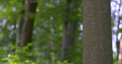 Beech Tree Trunk Detail in a Lush Woodland Stock Footage 310876808