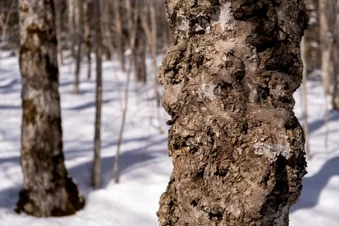 Beech tree trunk showing disease Stock Photos
