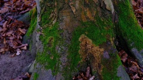 Beech Tree Trunk, Tilting Up (4k) Stock Footage 121751976