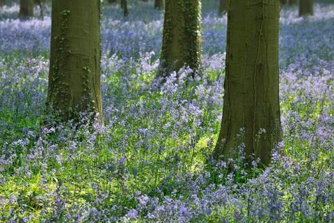 Beech Tree Trunks with Bluebells in Spring, Hallerbos, Halle, Flemish Brabant, Stock Photos