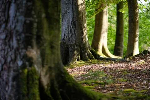 Beech tree trunks with forest floor Stock Photos