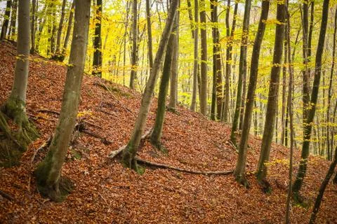 Beech tree trunks in forest Stock Photos