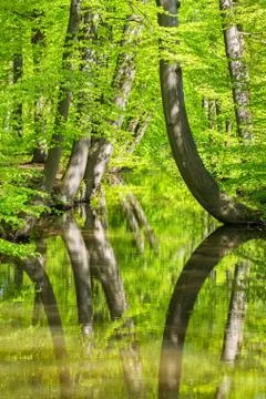 Beech tree trunks with stream in spring forest Stock Photos