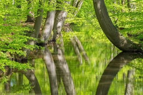 Beech tree trunks with water in spring forest Stock Photos