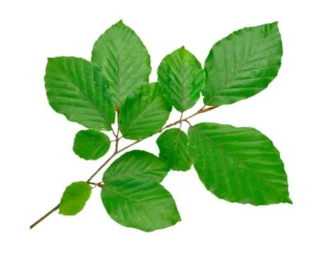 Beech tree twig Stock Photos