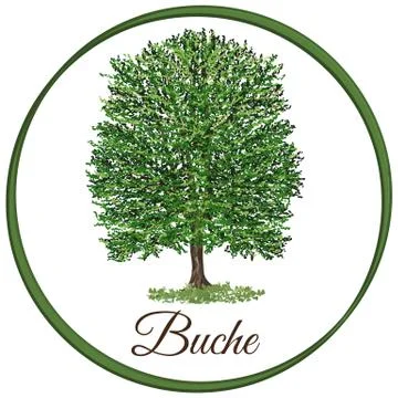 Beech tree as vector drawn with single leaves Stock Illustration