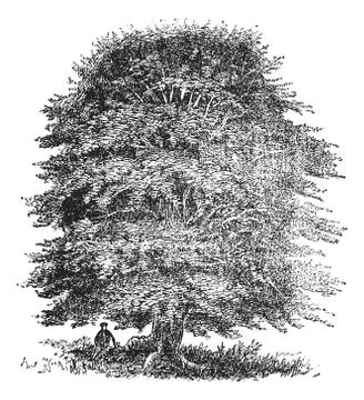 Beech tree vintage engraving Stock Illustration