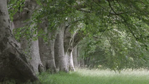 Beech trees and green foilage at Kingston Lacey Dorest England Stock Footage 168090073