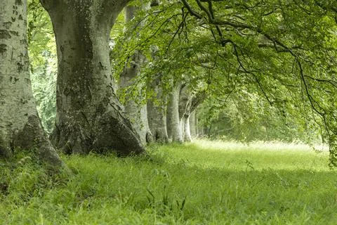 Beech trees and green foilage Stock Photos