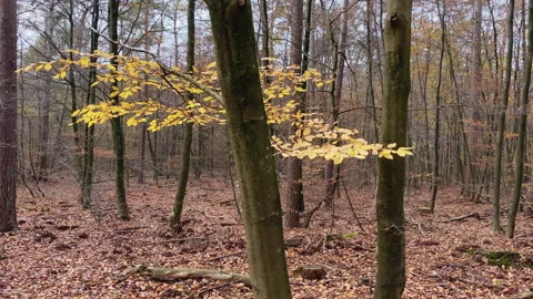 Beech trees and a lonely branch with yellow autumn leaves in November Stock Footage 219440223