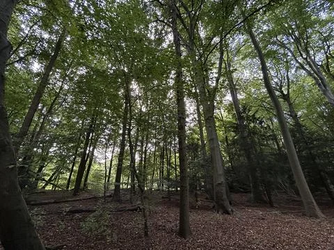 Beech trees and mixed deciduous forest canopy with sunlight filtering through Stock Photos
