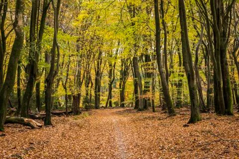 Beech Trees and Path in Vierhouten Stock Photos