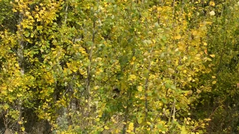 Beech Trees In Autumnal Colours Stock Footage 163369208