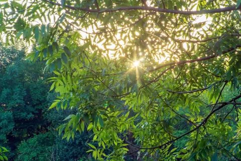 Beech trees backlit by the rising sun in the misty autumnal forest on the slo Stock Photos