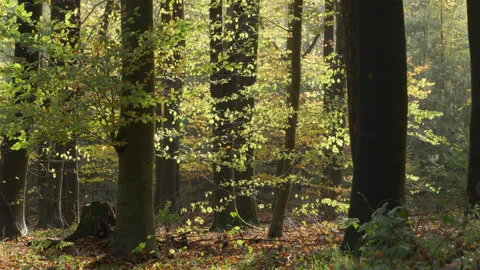 Beech trees backlit by the sun at an early autumn day. Stock Footage 269138751