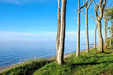 Beech trees at the Baltic Sea Stock Photos