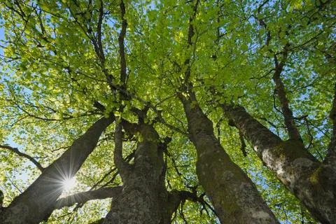 Beech Trees, Black Forest, Baden Wuerttemberg, Germany Stock Photos