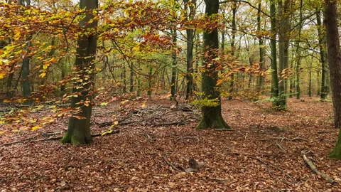 Beech trees with brown leaves at a cloudy day in the forest at fall. Stock Footage 212545389