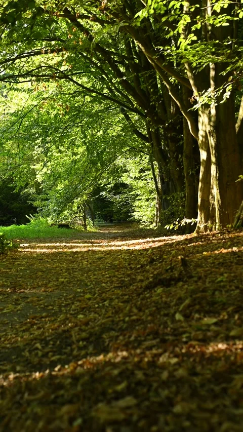 Beech trees casting dappled light on leaf covered woodland path Stock Footage 331221907