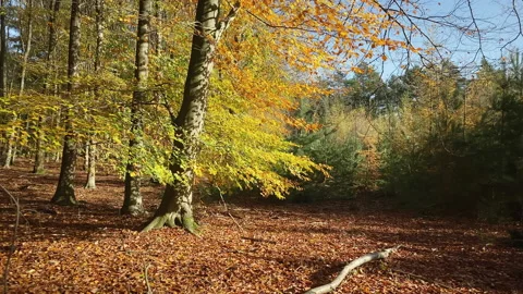 Beech trees with colored leaves at fall Stock Footage 212528610