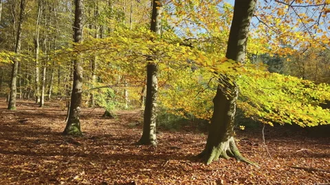 Beech trees with coloring leaves at fall in the forest Stock Footage 212528360