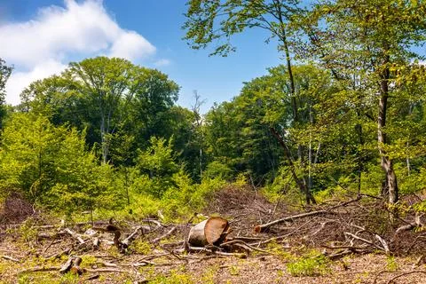 Beech trees cut down in the deciduous forest Stock Photos