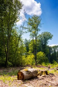 Beech trees cut down in the deciduous forest Stock Photos