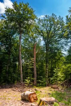 Beech trees cut down in the deciduous forest Stock Photos