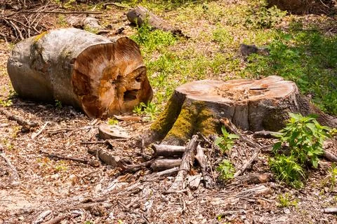 Beech trees cut down in the deciduous forest Stock Photos