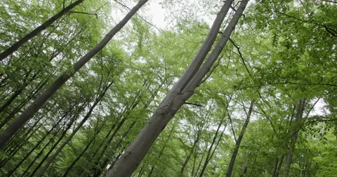 Beech trees in a dense deciduous forest with fresh green foliage. Stock Footage 313834342