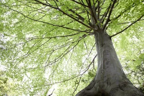 Beech trees during springtime Stock Photos